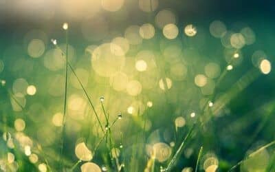 Nuevas propuestas para la renovación espiritual en clave ecológica